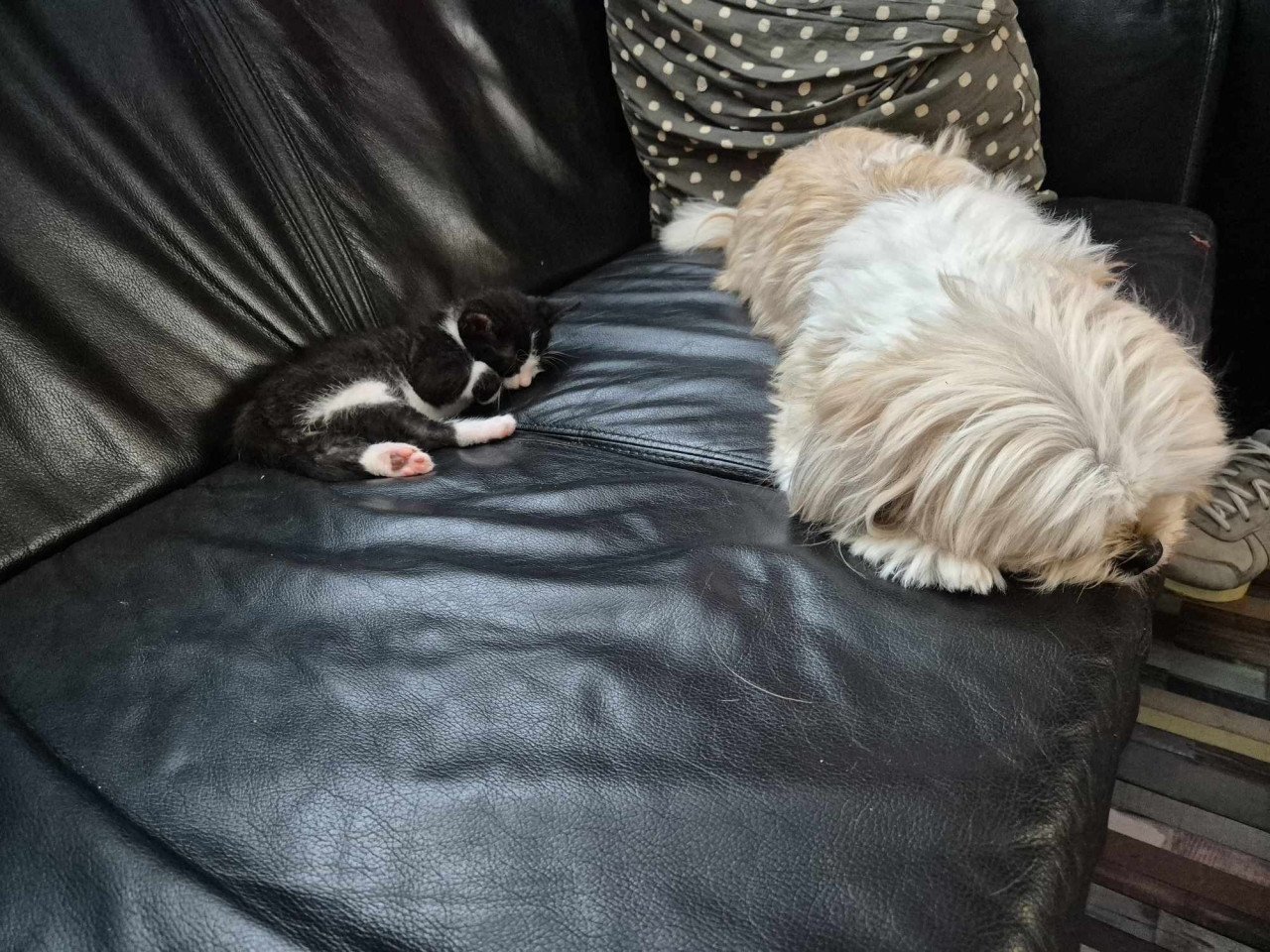Nog 1 van de 5 super sociale met de handopgevoede kittens te koop
