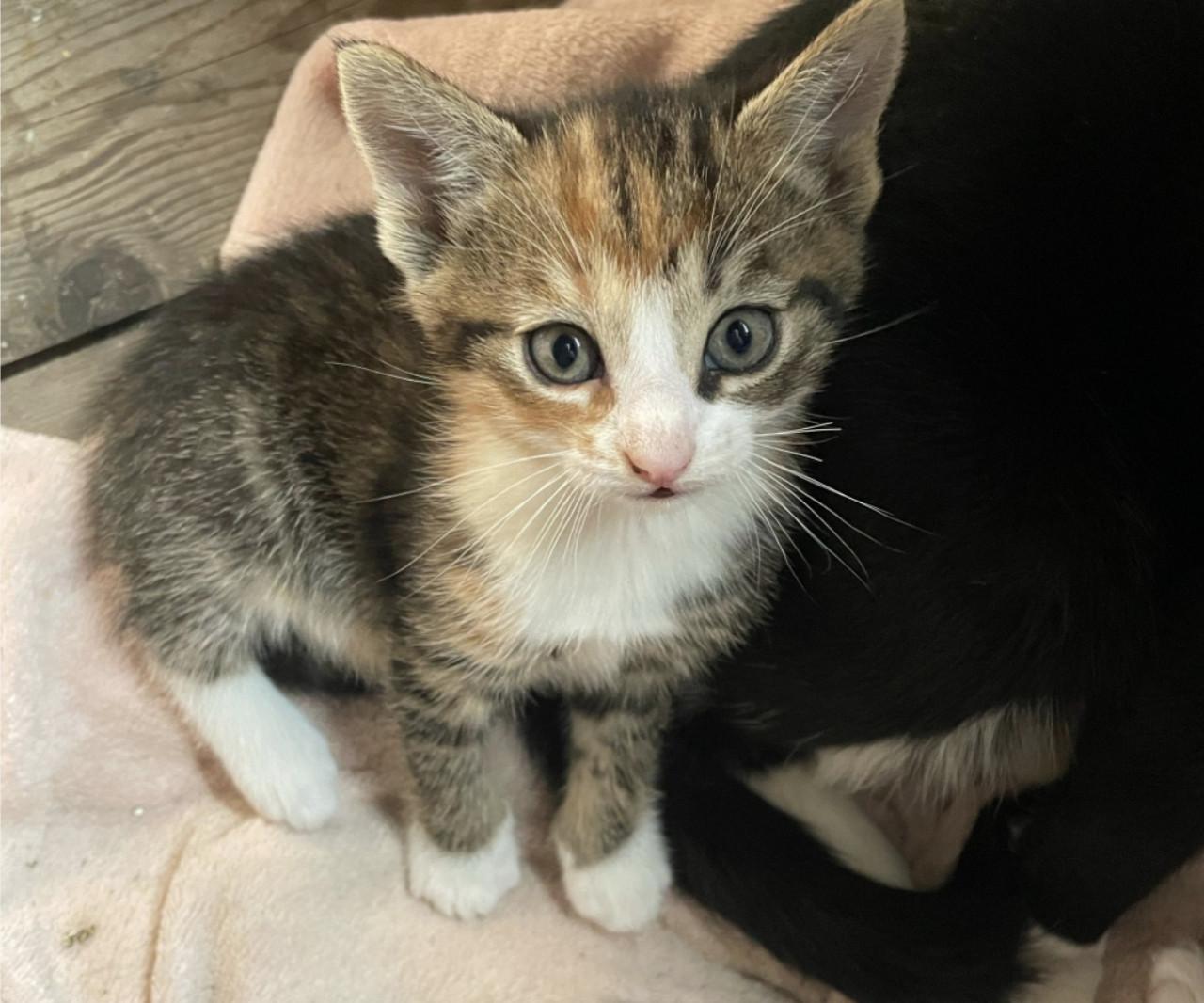 Gereserveerd. Kittens ( nog 1 zwart-witte beschikbaar)