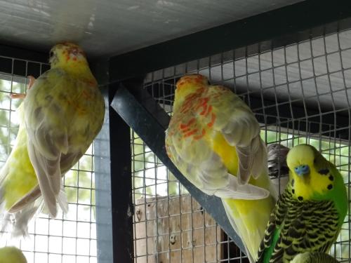 Te koop drie mooie Roodrug - Parkieten broedrijp pas ontwormd !!