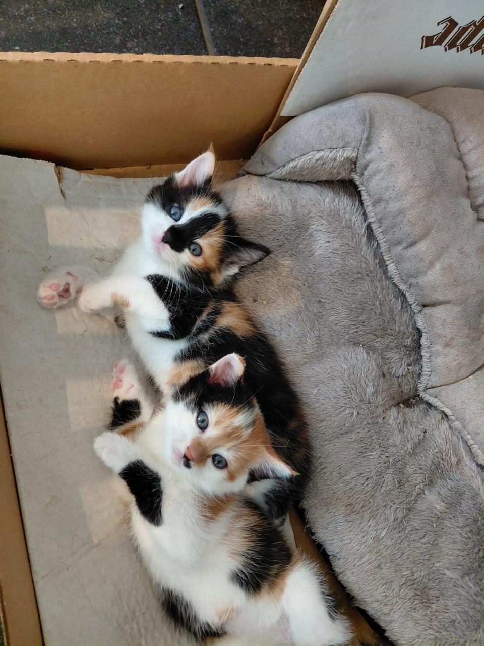 Kittens