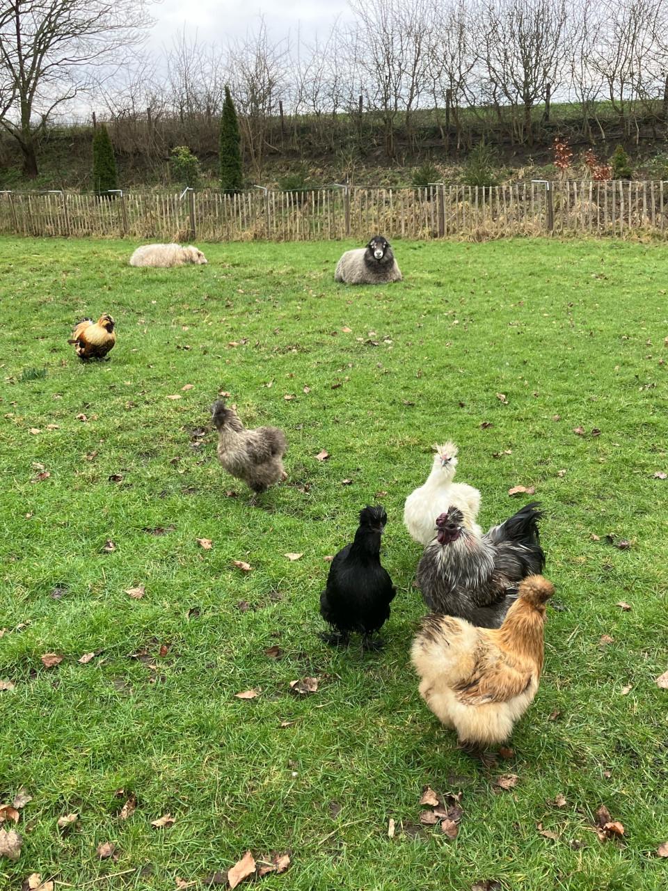 Broed eitjes zijdehoen kippen