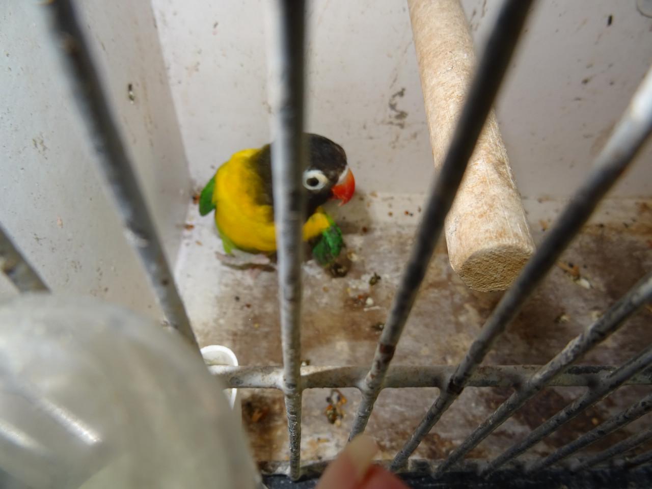 Te koop Zwartkopmaskeragapornisen Personata  twee mannen