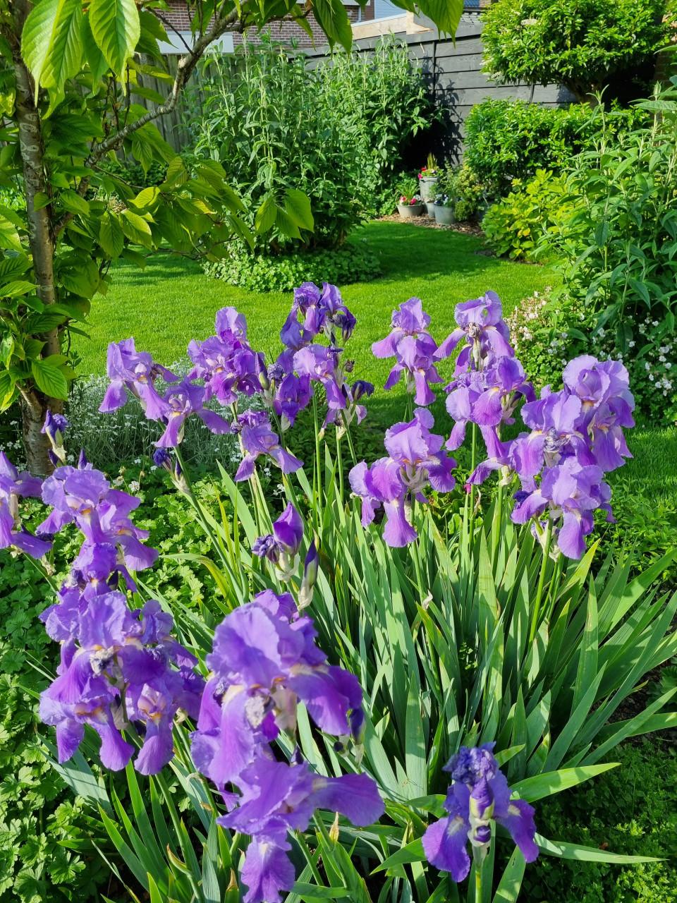 Paarse irissen (breed blad)