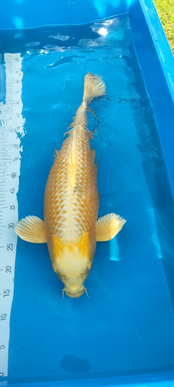 Yamabuki 63 cm