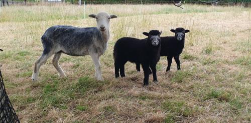 Herdwick met lammeren