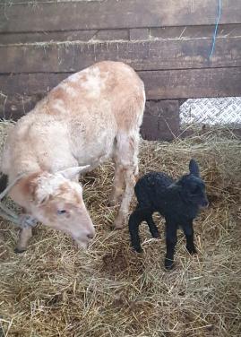 Nolana ruischaap ooi met ooilam ideaal bij paard of pony onderhouds arm