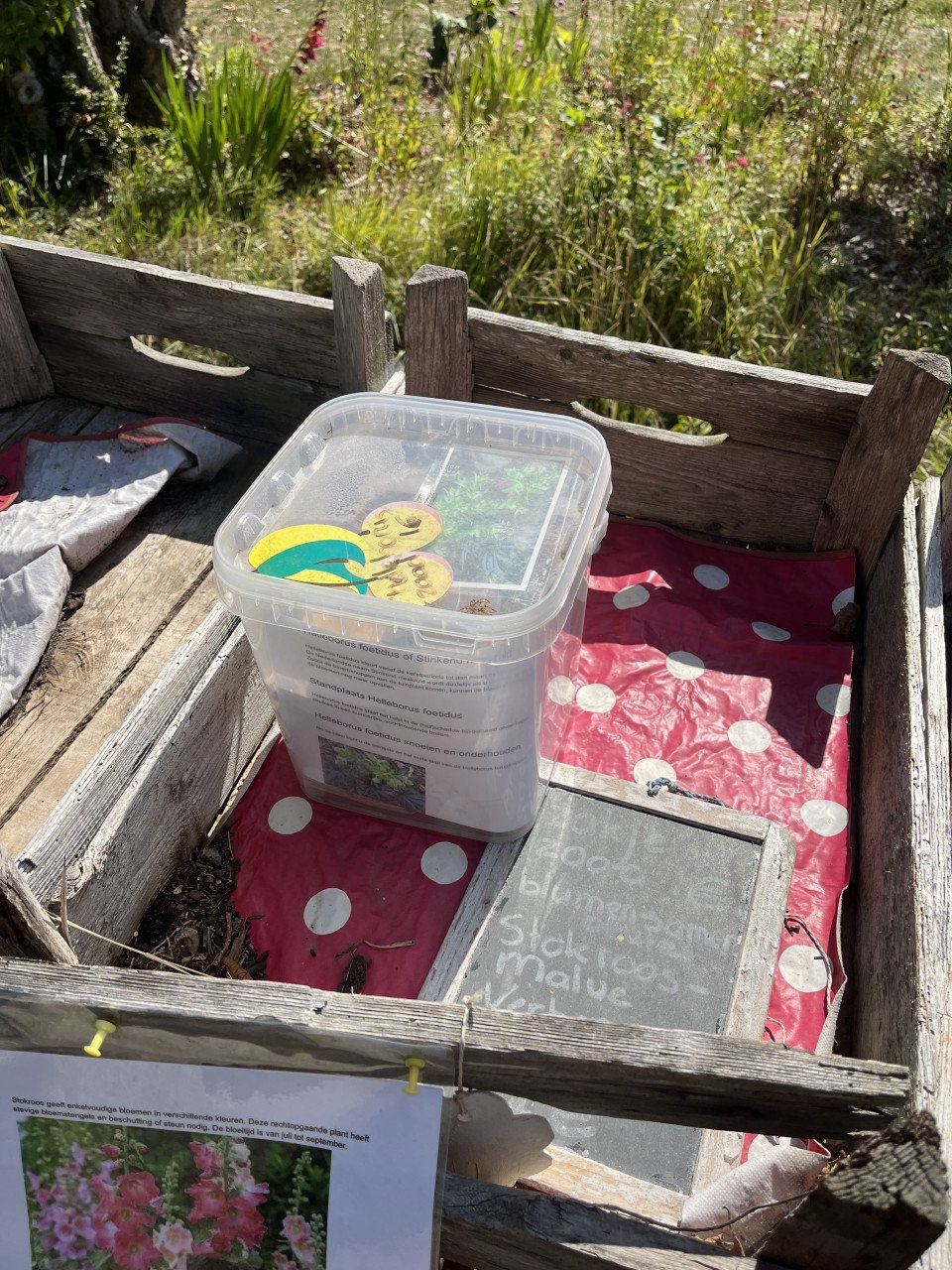 Stek bananenplant met pot en biologische zaad