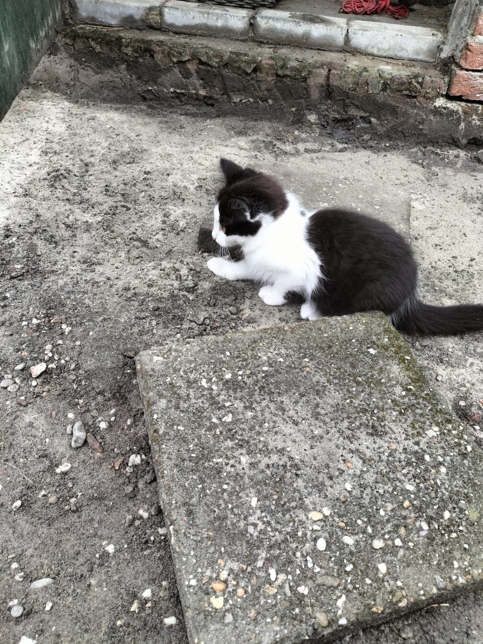 Mooi kitten!