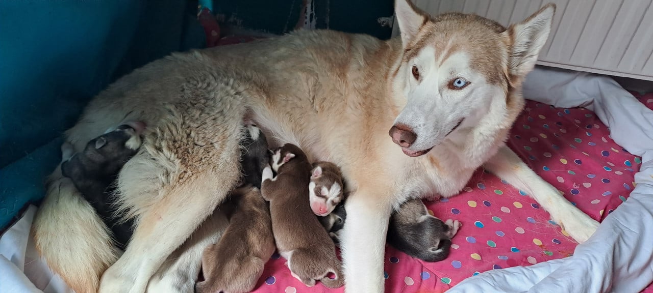 Prachtige husky-puppy's op zoek naar een permanent thuis