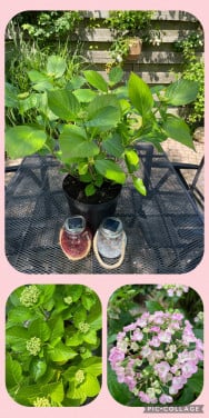 Boerenhortensia’s (roze)