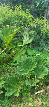 Gunnera Manicata