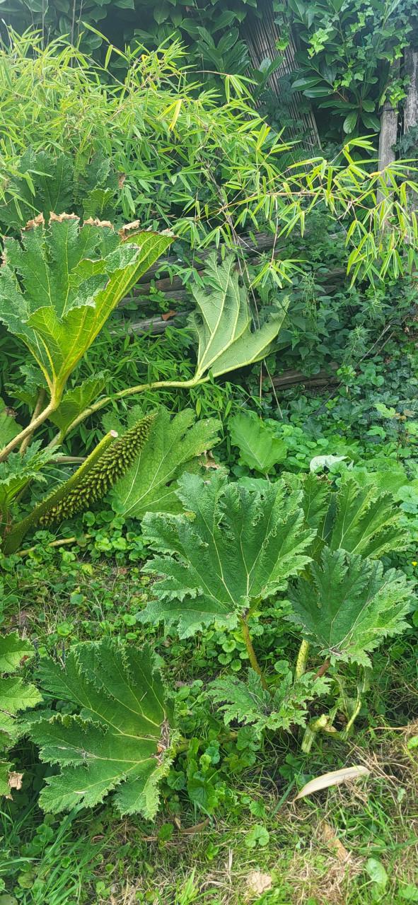 Gunnera Manicata