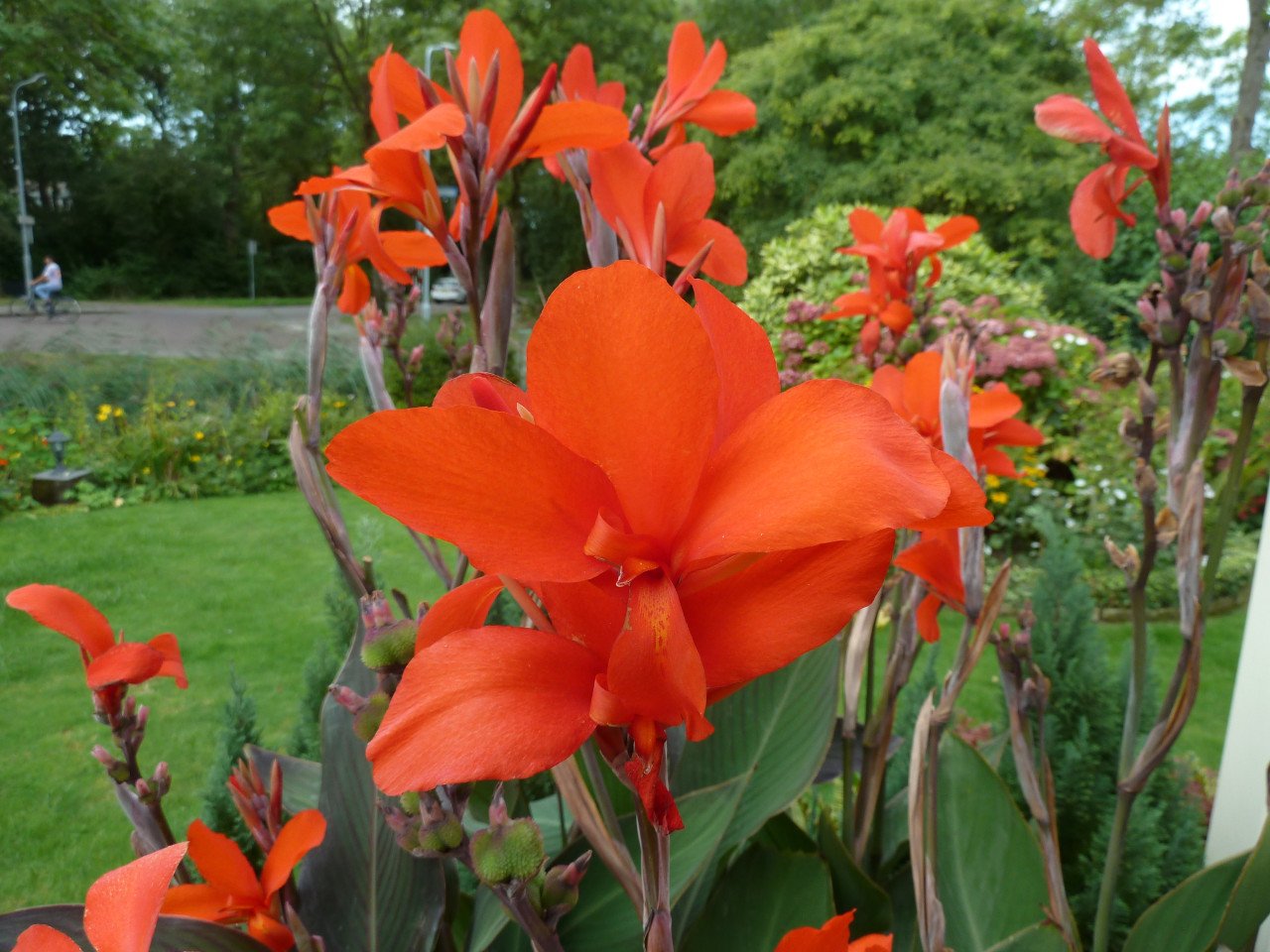 MOOIE CANNA
