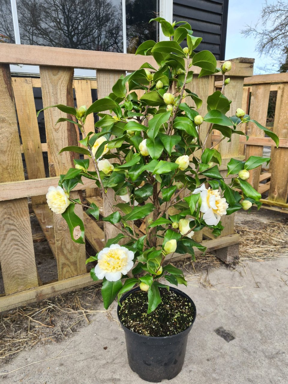 Camelia Brushfield yellow ca 100 cm