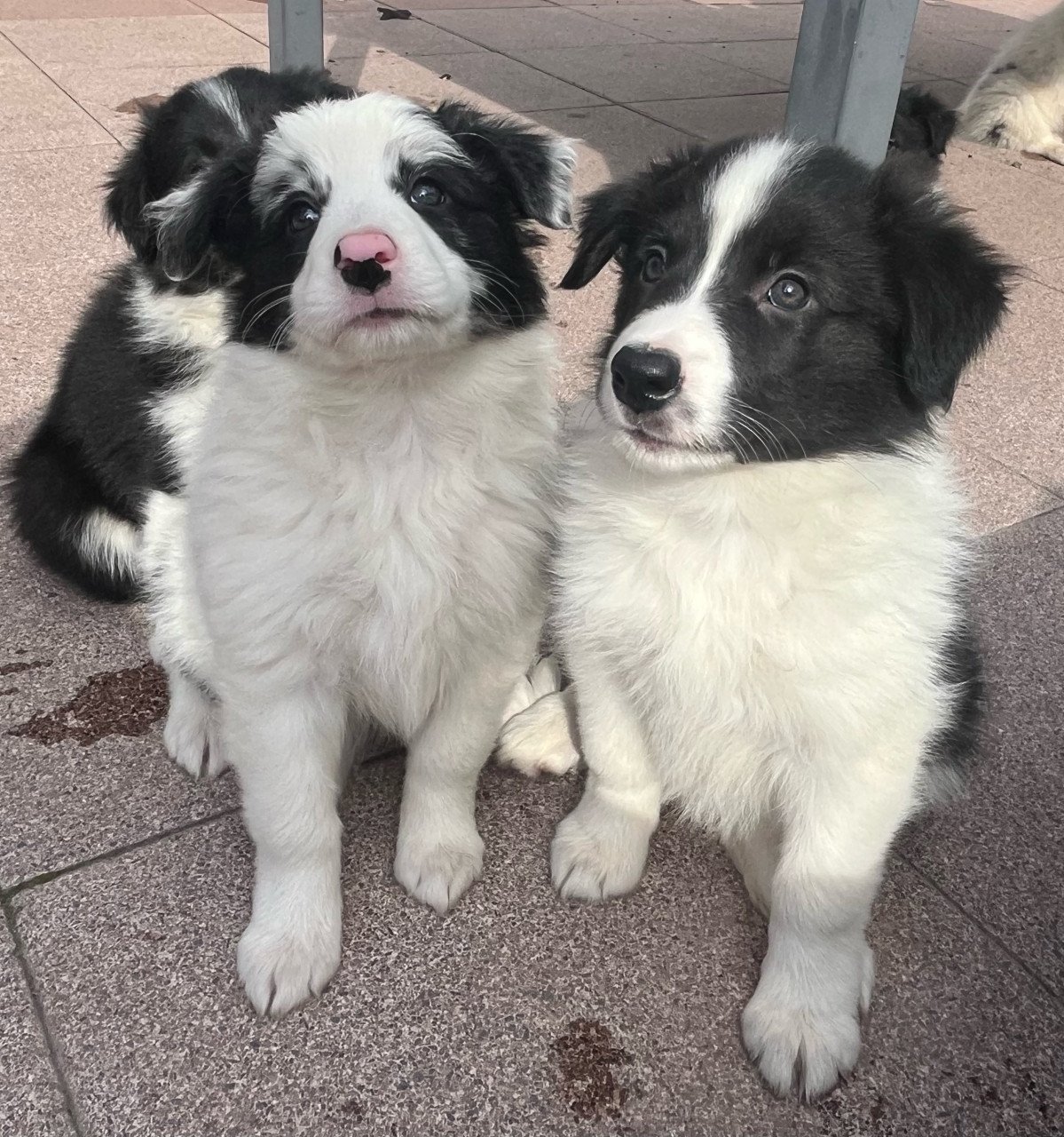 Border collie puppy’s