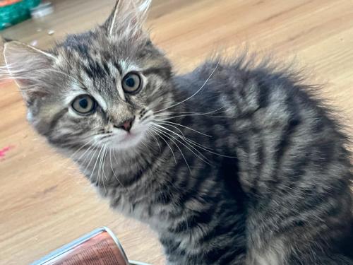 Kitten meisje kruising Pers langharig