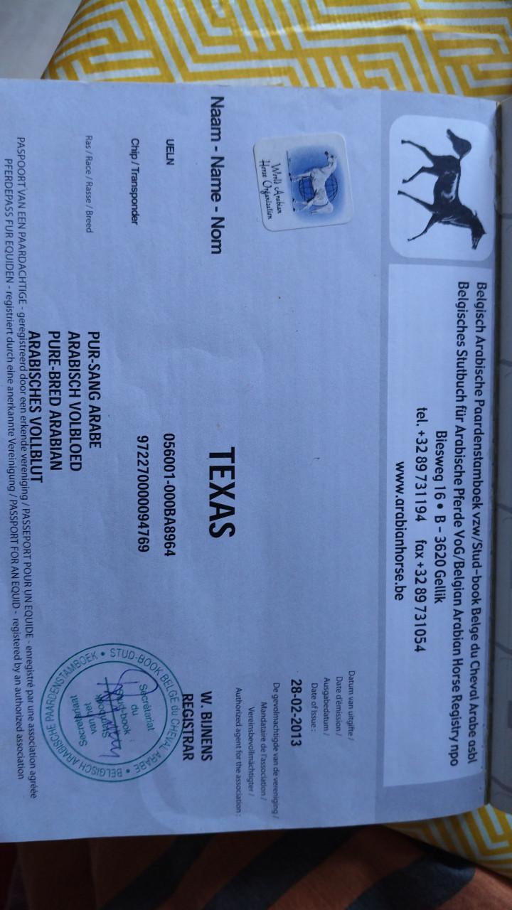 Arabisch volbloed ruin te koop