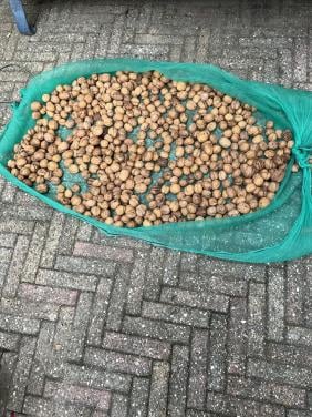 Walnoten nieuwe oogst