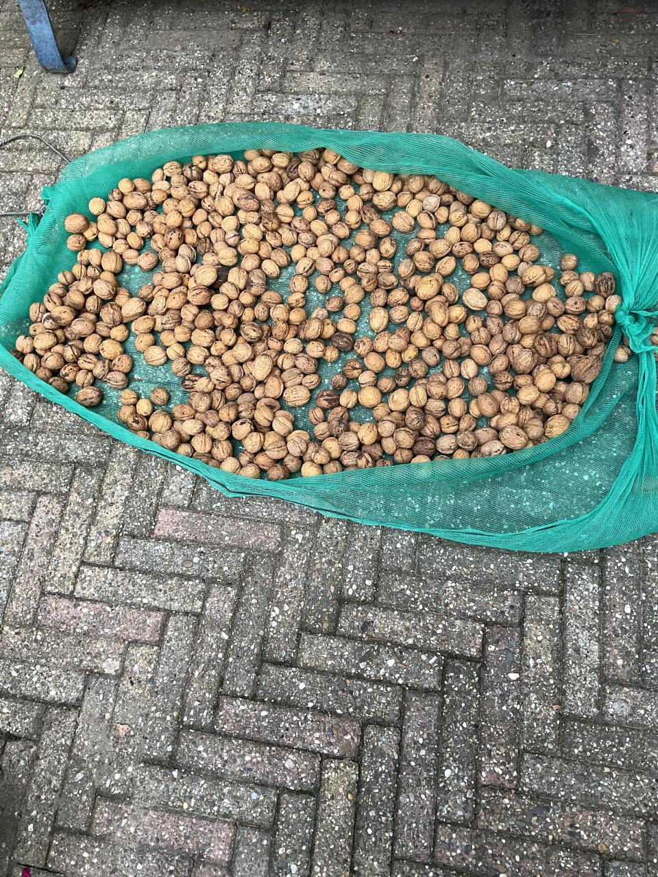 Walnoten nieuwe oogst