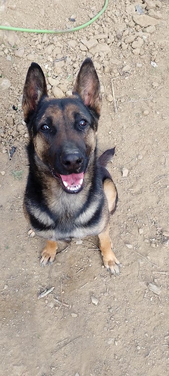 Alora Dog Rescue: Leo wacht al zo lang