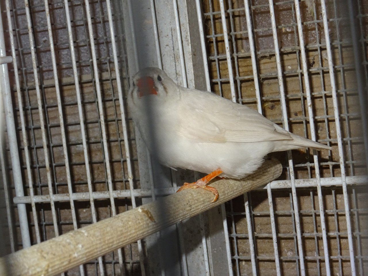 Te koop mooie wat grotere zebravinken broedrijp