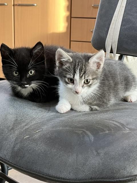 5 jonge kittens