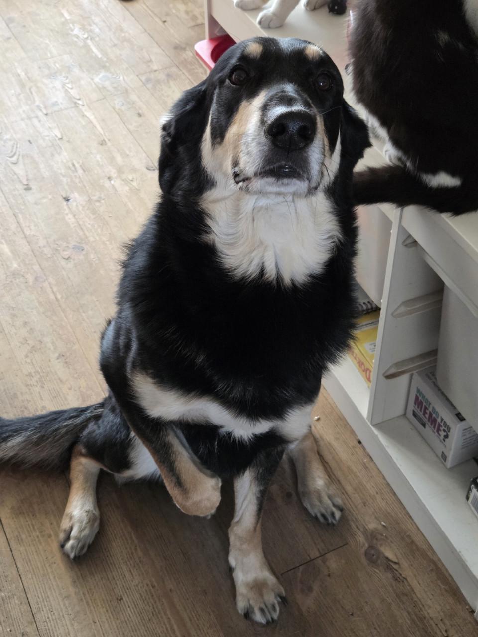 Devil zoekt gouden mandje