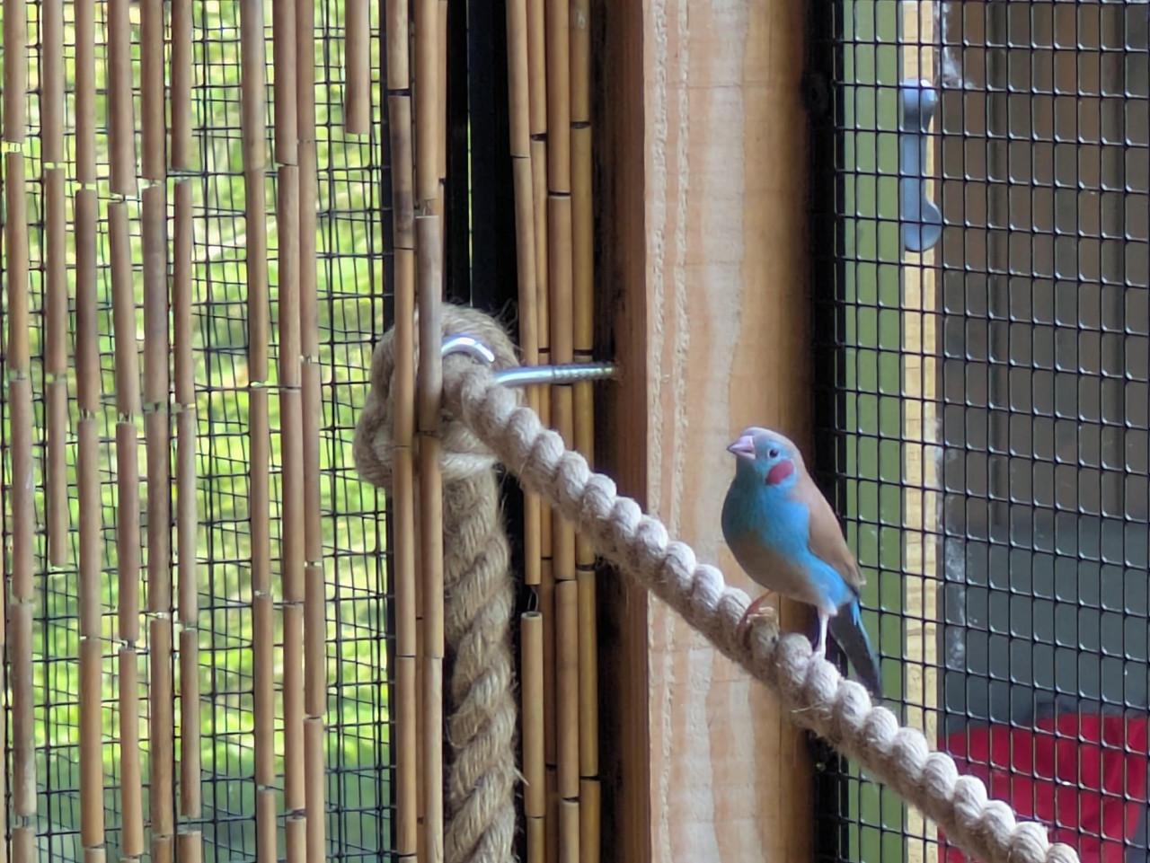 Roodwang blauwfazantje man