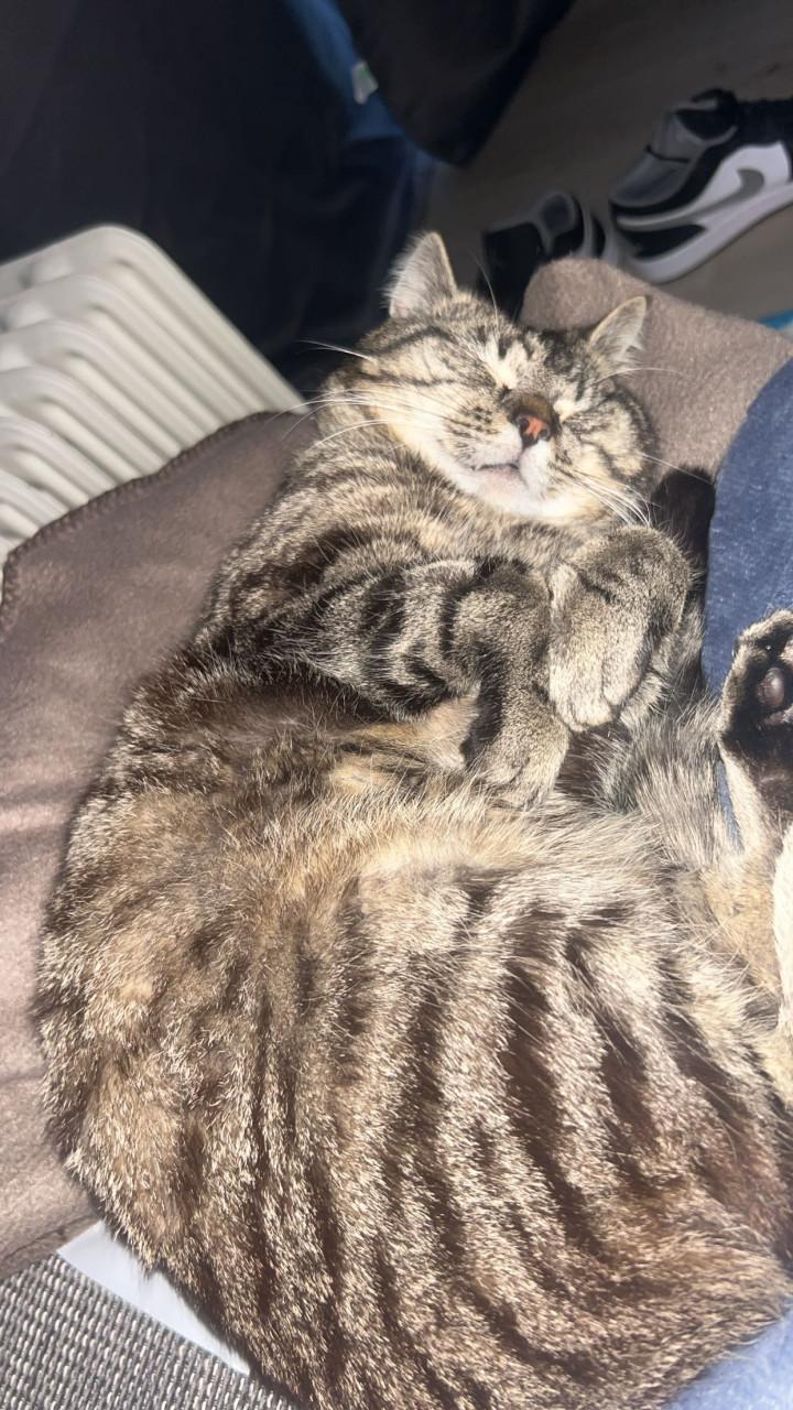 Grijze kater