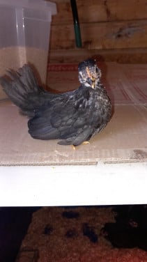 Jonge chabo kriel hennetjes