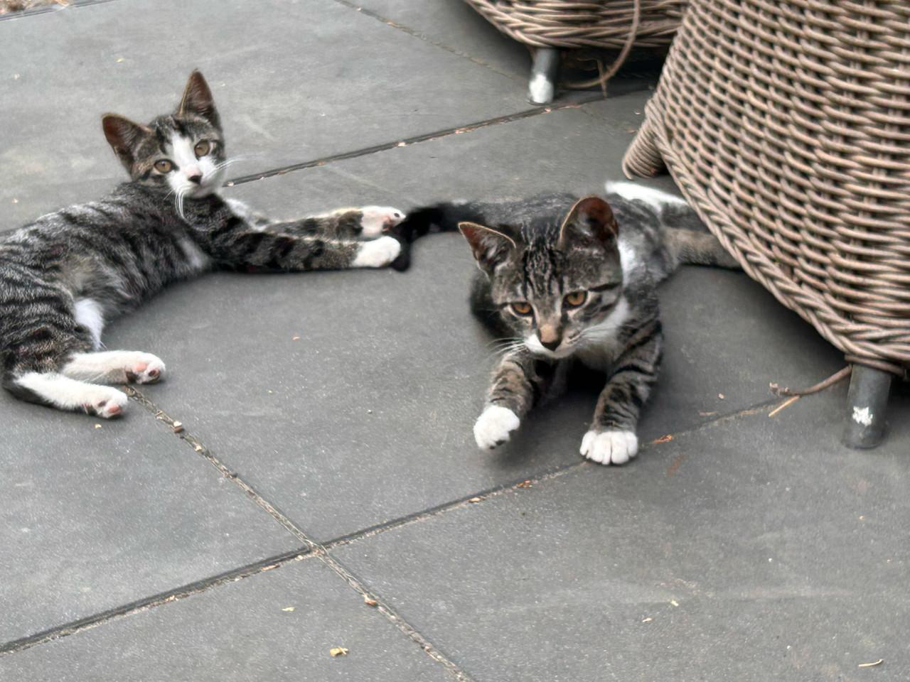 3 lieve kittens