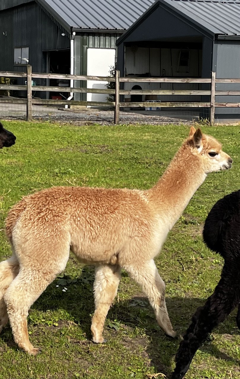 Alpaca hengstje