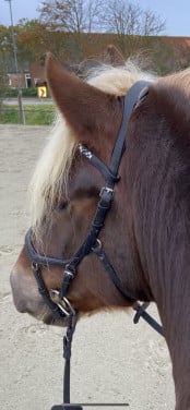 Micklem hoofdstel