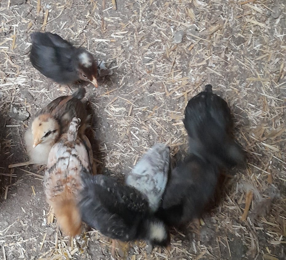 Hen en/of Haan kuikens kunnen afgehaald worden (zijn 4 weken)