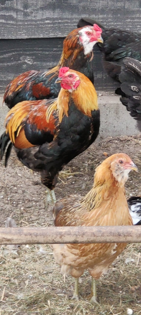 3 bol Araucana hanen raszuiver