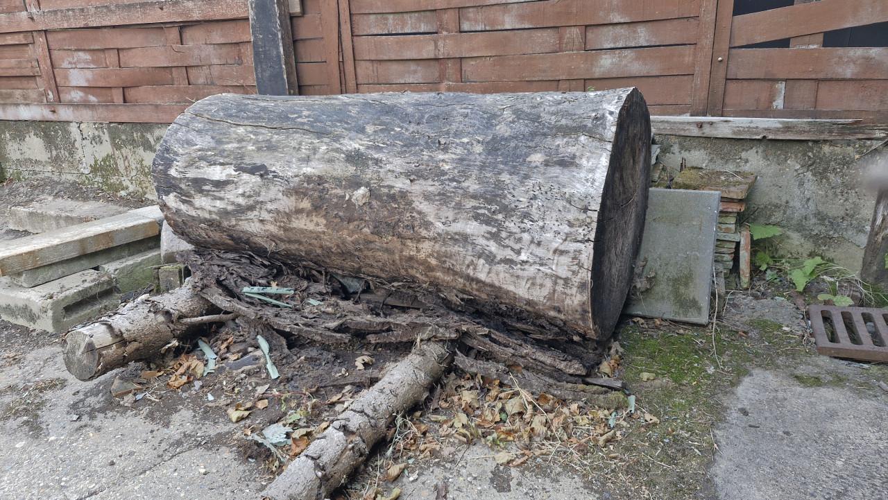 Boomstam, natuurlijk gedroogd, afmetingen ca. 1,6 m lang, doorsnede 70 cm