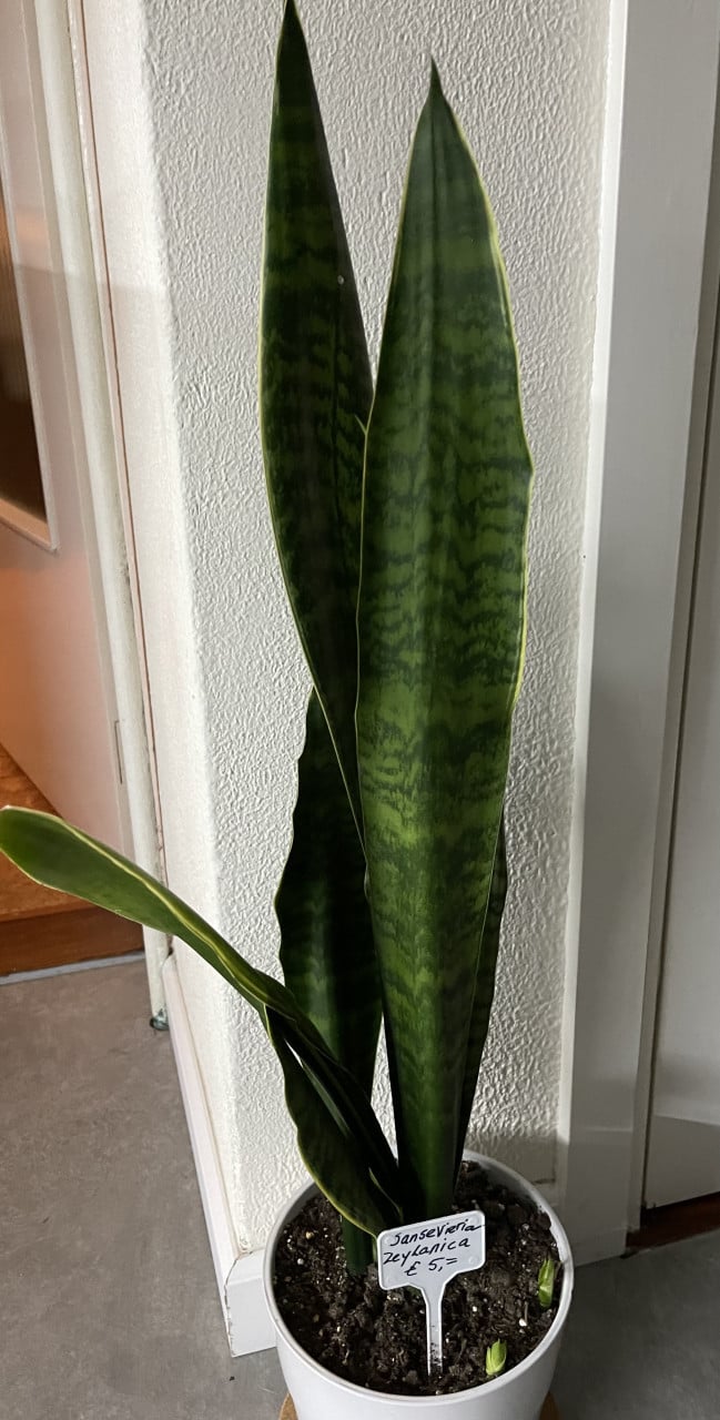 Planten