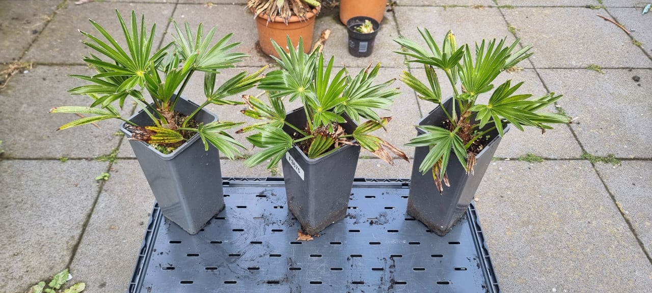Trachycarpus Wagnerianus te koop