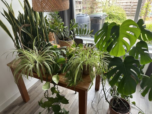 Kamerplanten incl pot