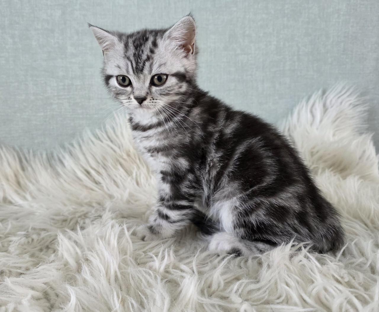 Britse korthaar black silver tabby blotched poesje