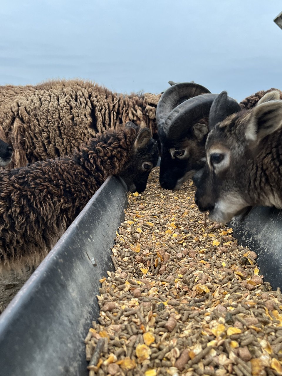 Soay Schapen - ooi / ram lammetjes