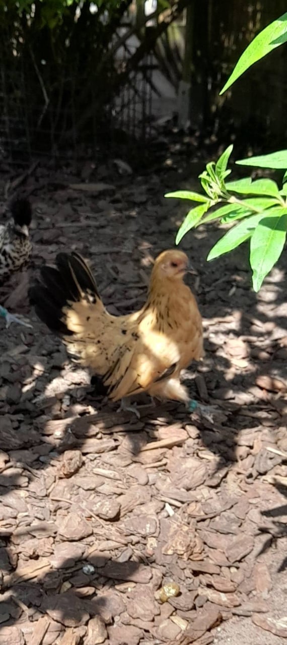 2 kriel hennetjes (ukkels)