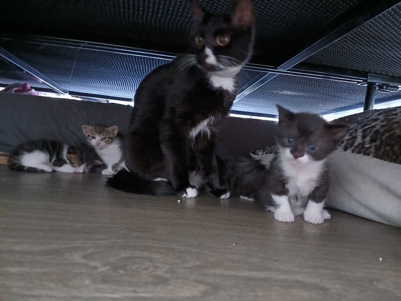 Gratis kittens