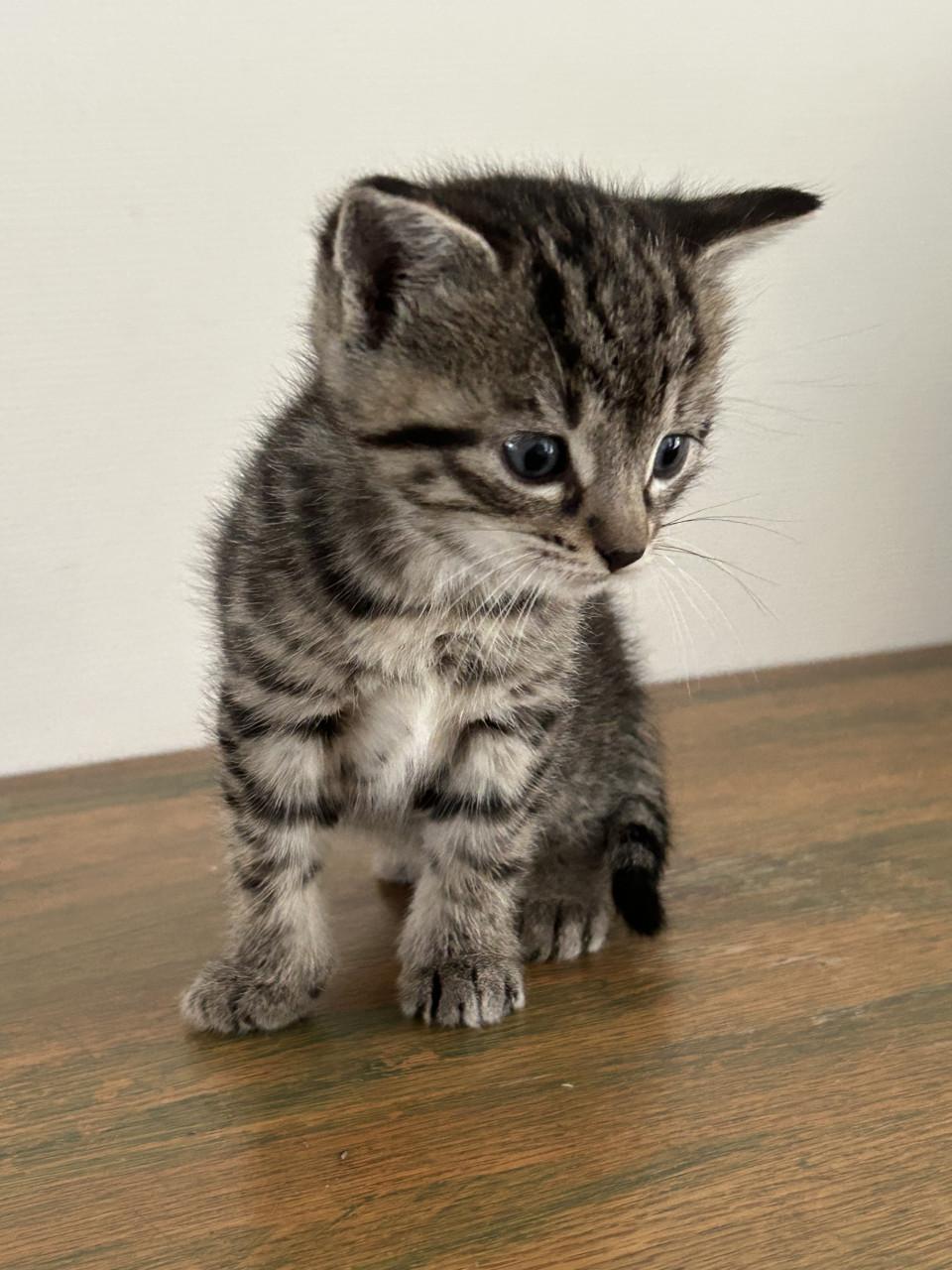 Kittens