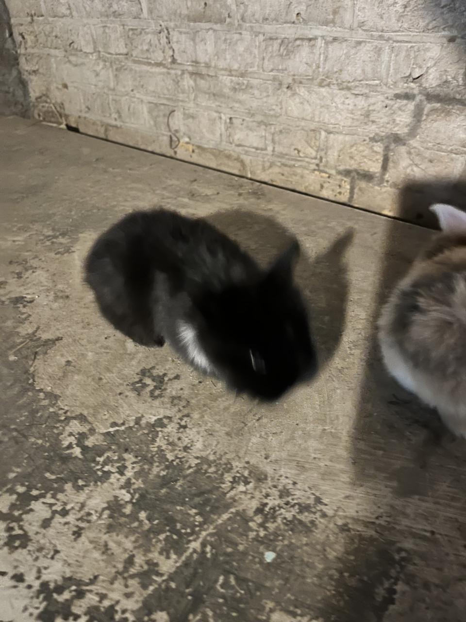 8 lieve baby konijntjes te koop