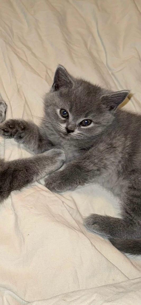 Britse langhaar/korthaar kittens