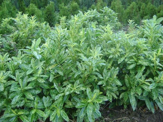 Laurierstruiken Prunus Herbergii