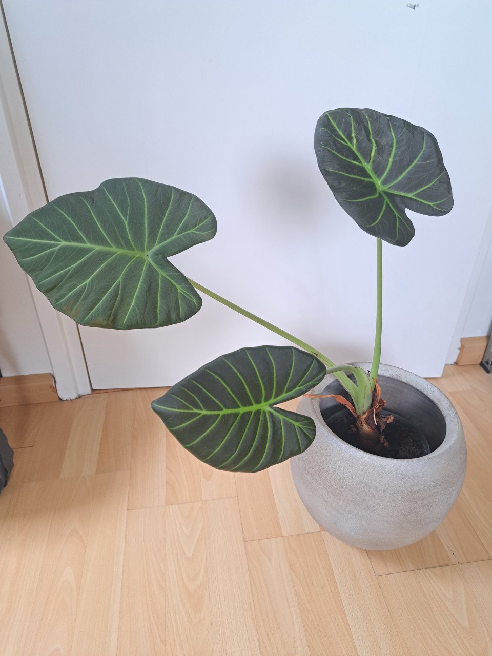 Grote grasula en 3 kleinere planten.