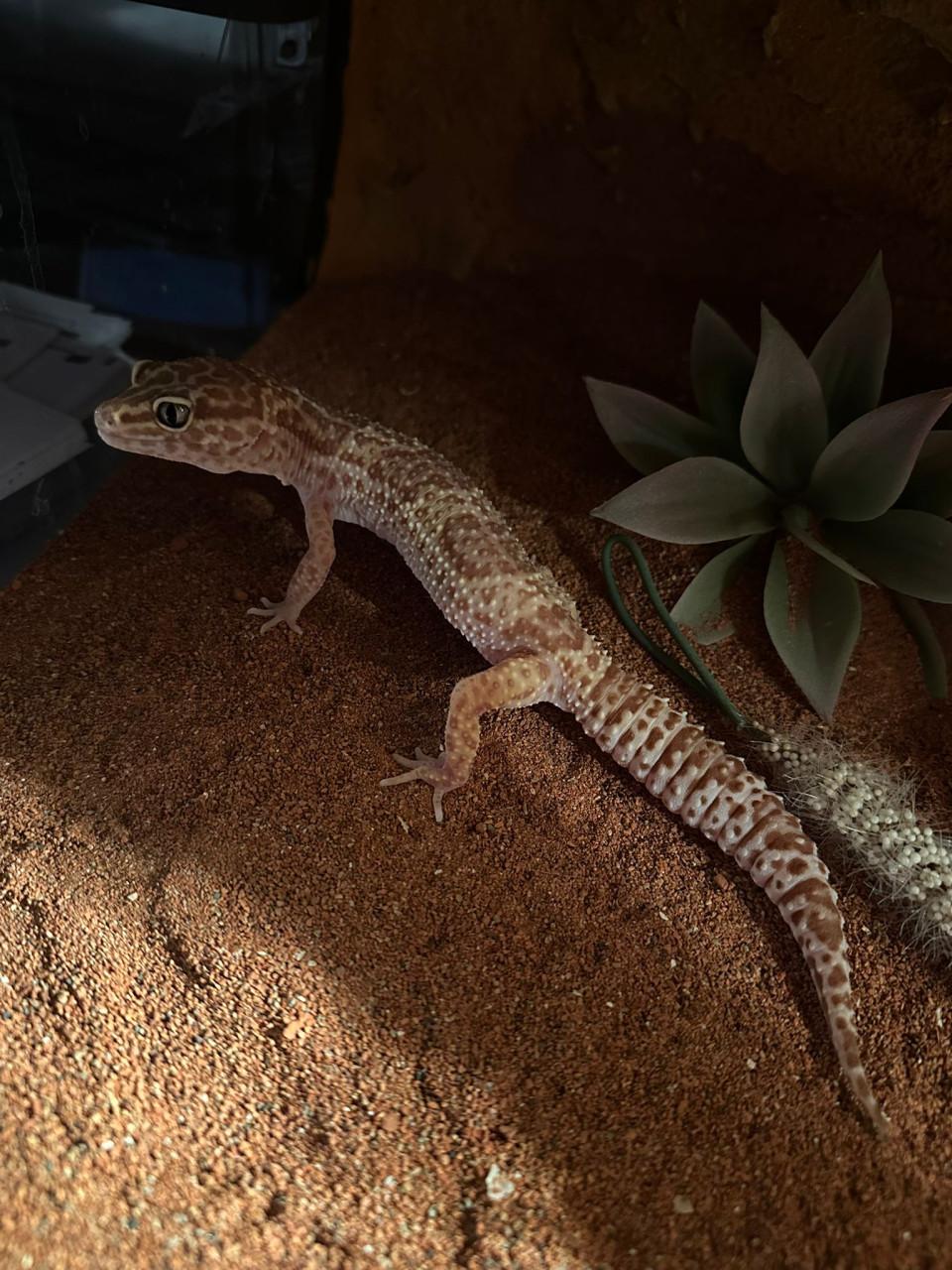 Prachtig terrarium 120x40x50