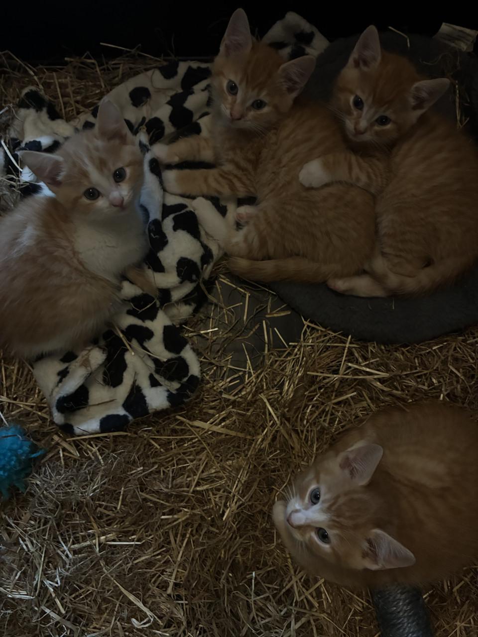 Kittens